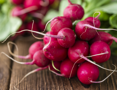 Radis rouge (botte)
