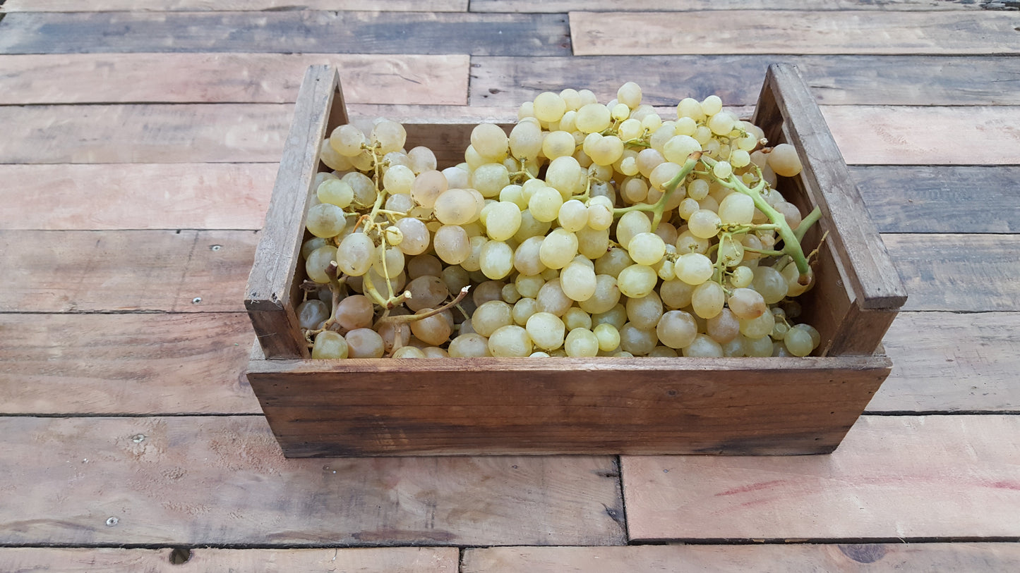 Raisin blanc (500g)