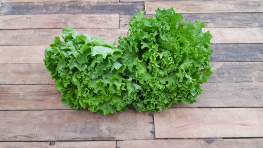 Batavia salade (pièce)