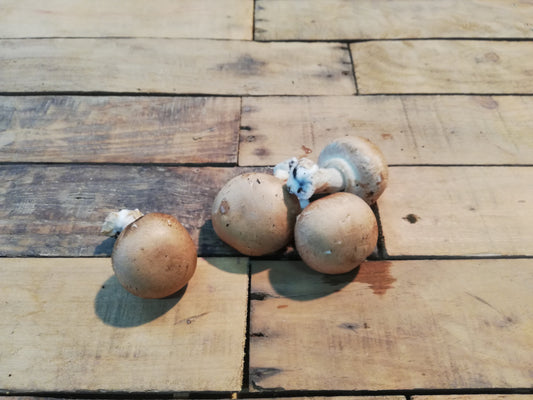 Champignon blond POL (500g)