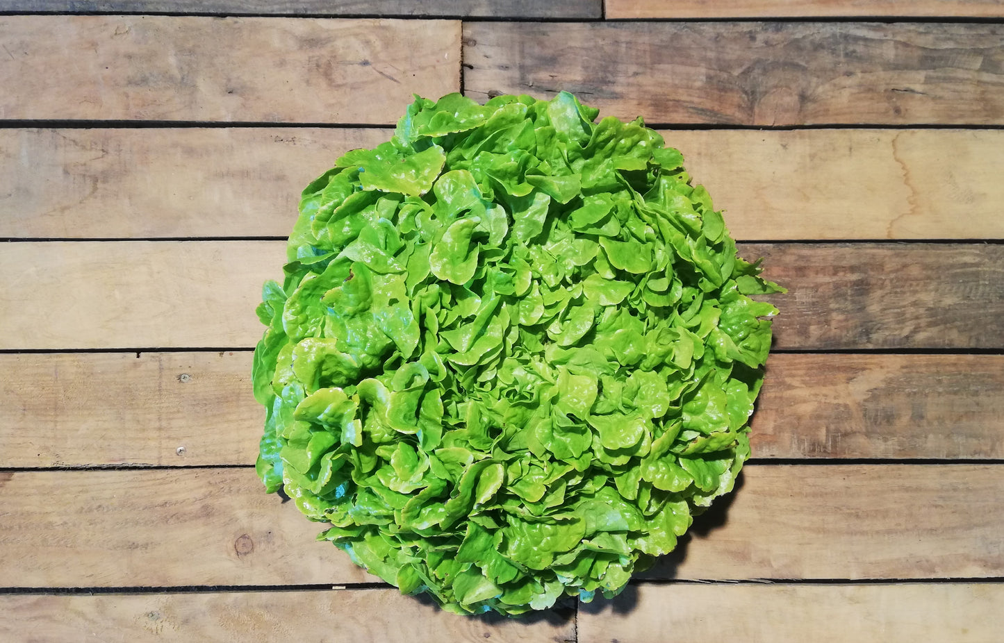 Salade Feuille de chêne (pièce)