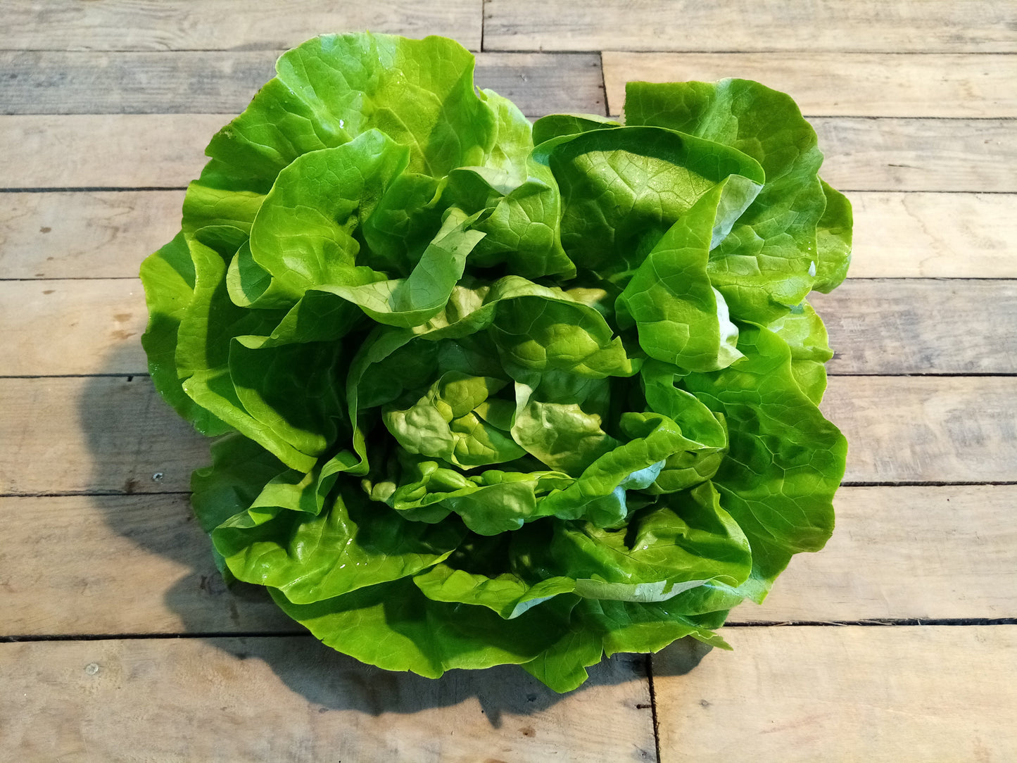 Salade Laitue (pièce)