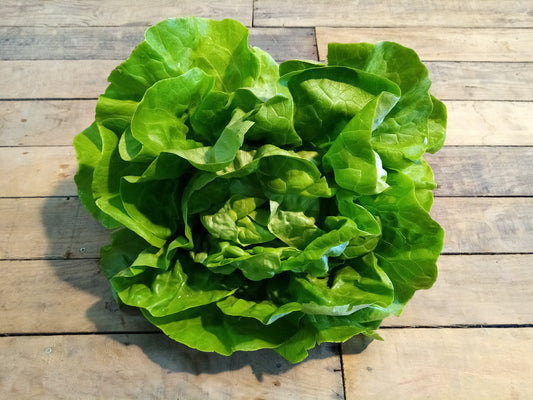 Salade Laitue (pièce)