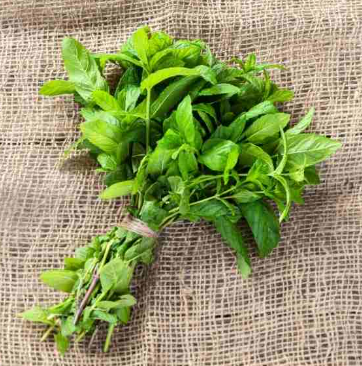 Menthe (botte)