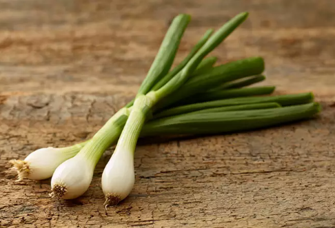 Oignon cébette (botte)