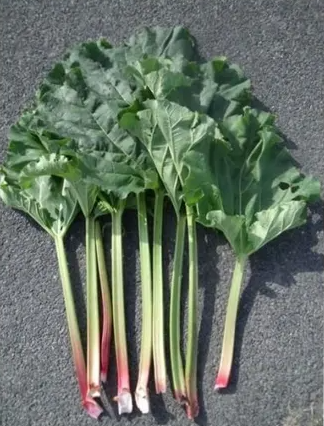 Rhubarbe (kg)