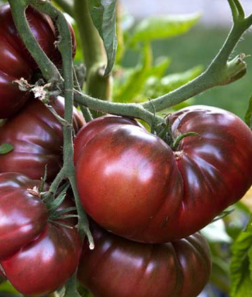Tomates noires de Crimée  (500g)