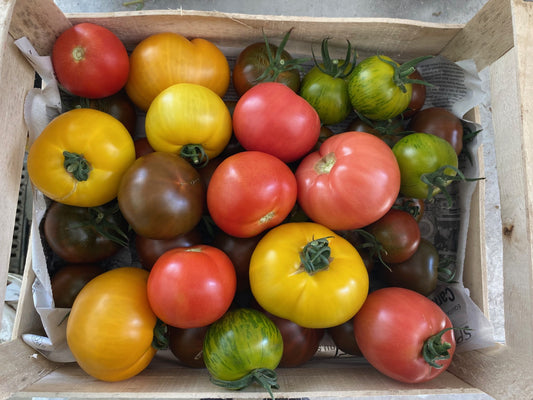 Tomates anciennes **Maison** mélange (kg)